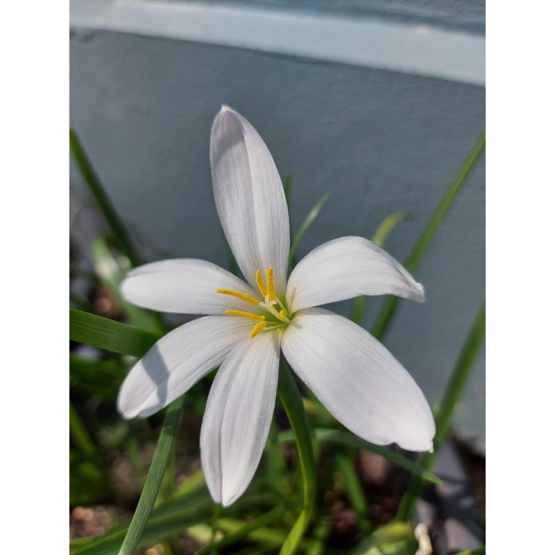 Rain Lily Cookie Cutter Moon