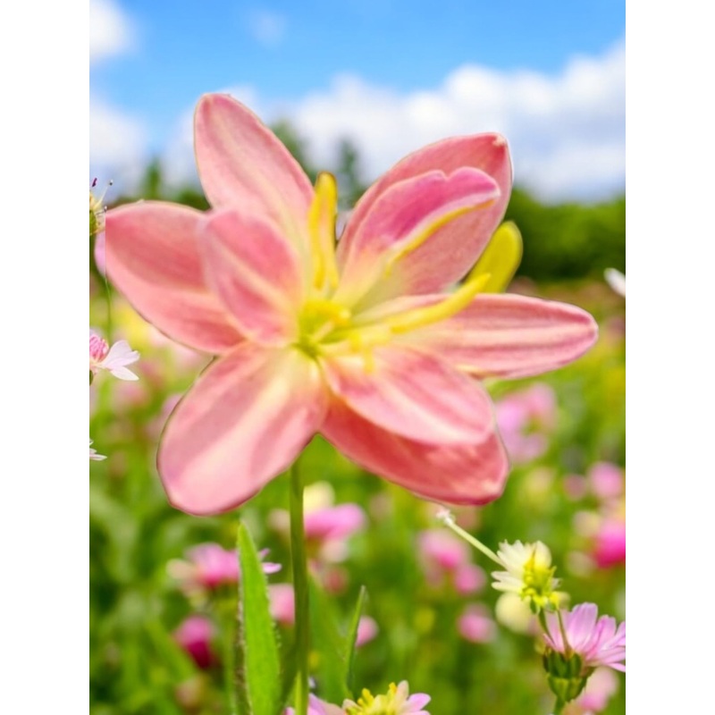 Rain Lily Lyrids