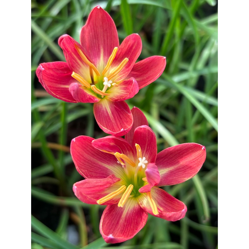 Rain Lily Ratee