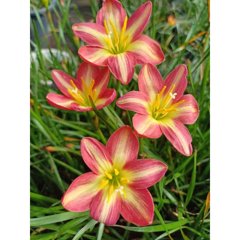 Rain Lily Rescue