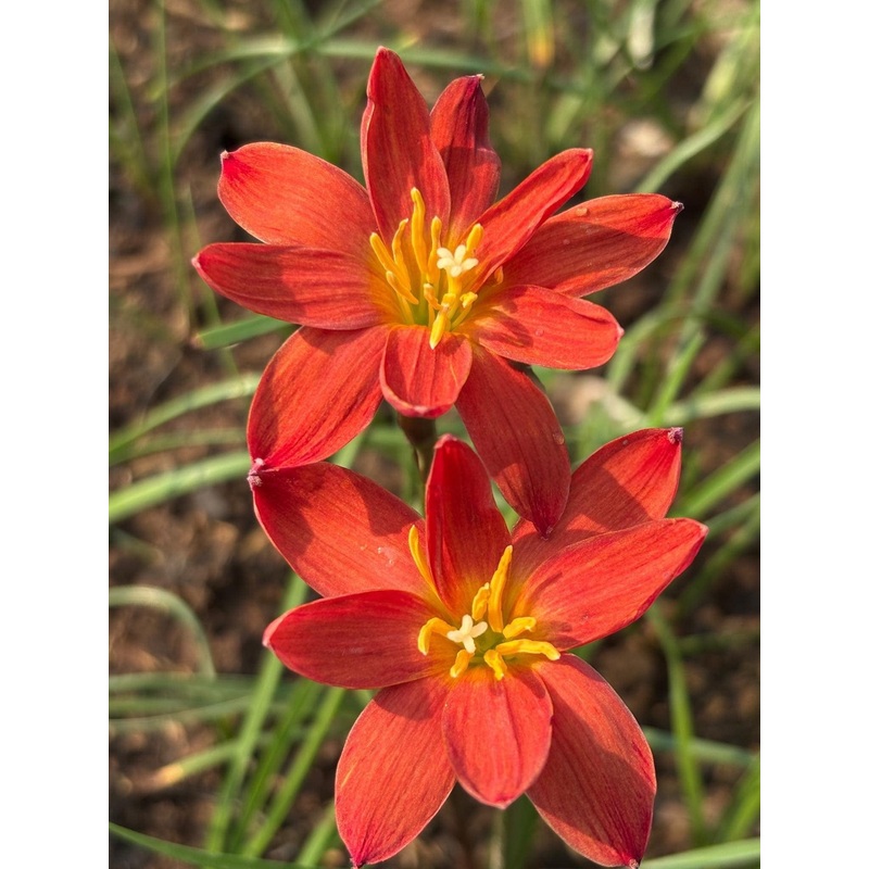 Rain Lily Seesab
