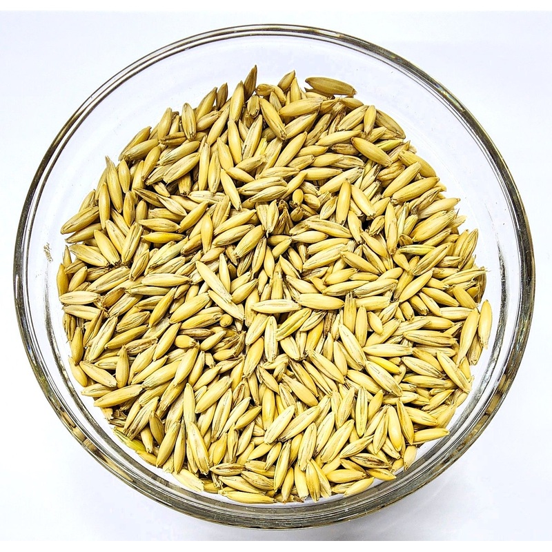 Spring Oats OG|5 lbs|48 lbs