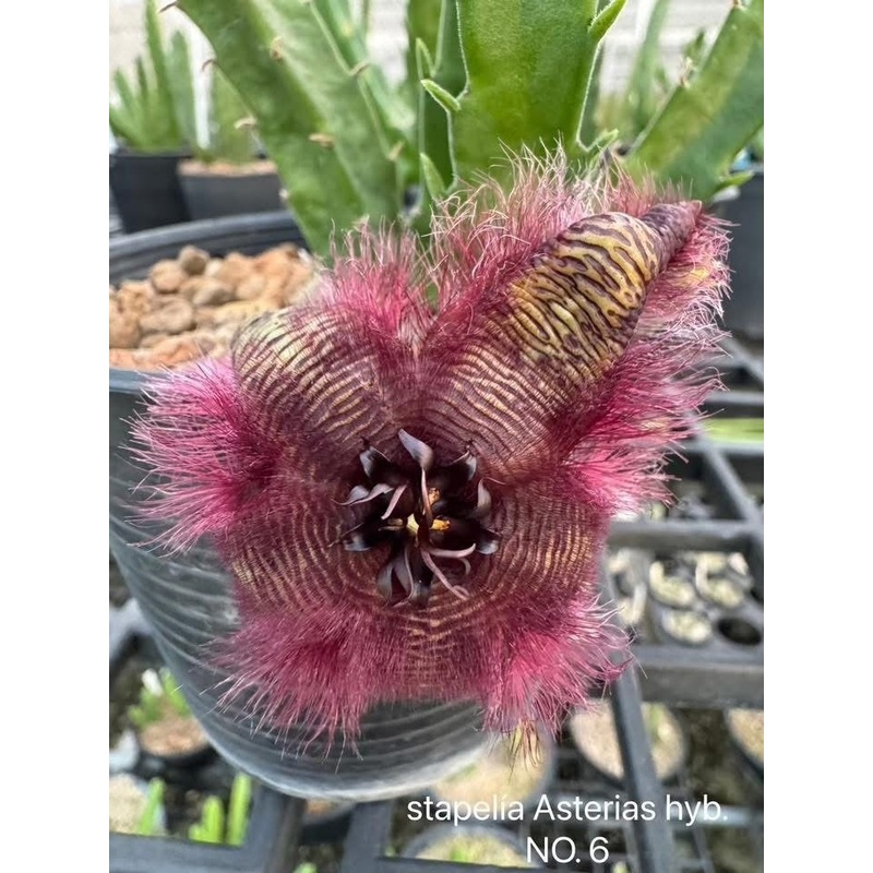 Stapelia Asterias Hybris NO 6