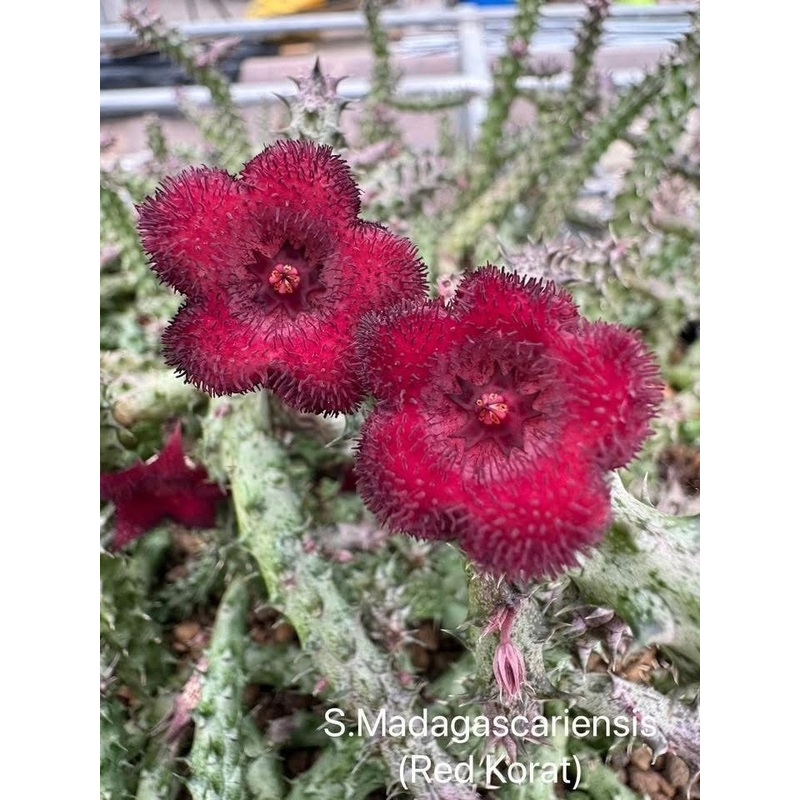 Stapelia Madagascariensis (Red Korat)