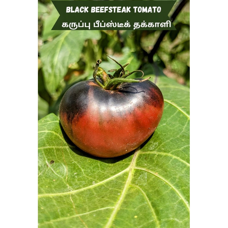 Tomato Black Beefsteak Seeds