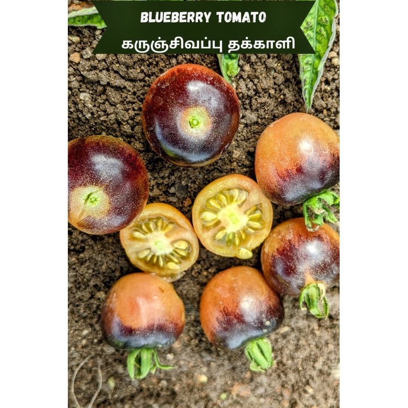 Tomato Blueberry Seeds