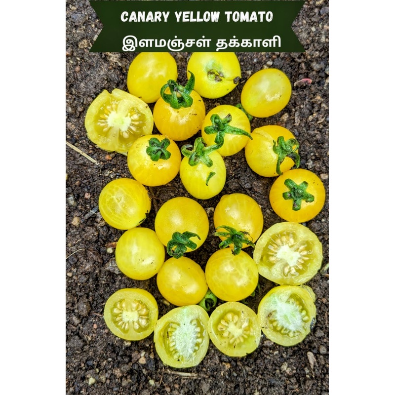 Tomato Canary Yellow Seeds