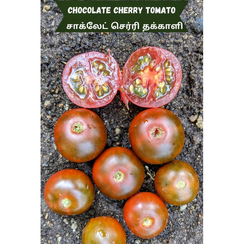 Tomato Chocolate Cherry Seeds
