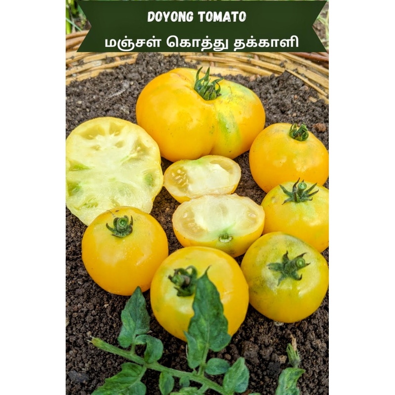 Tomato Doyong Seeds