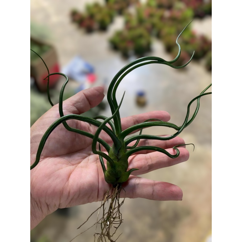 Air Plant Bulbosa