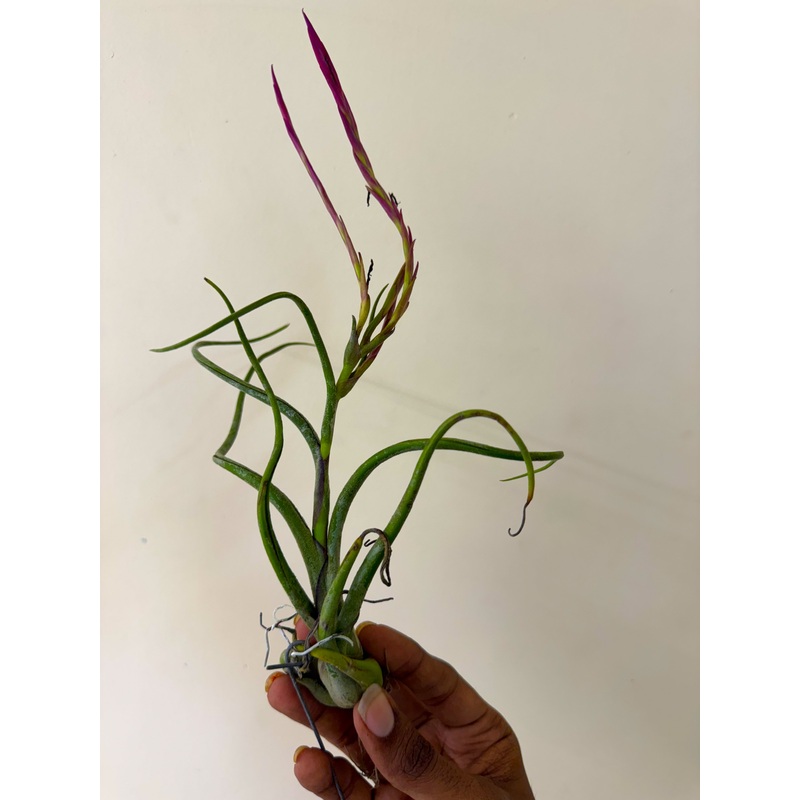 Air Plant Caput Medusa