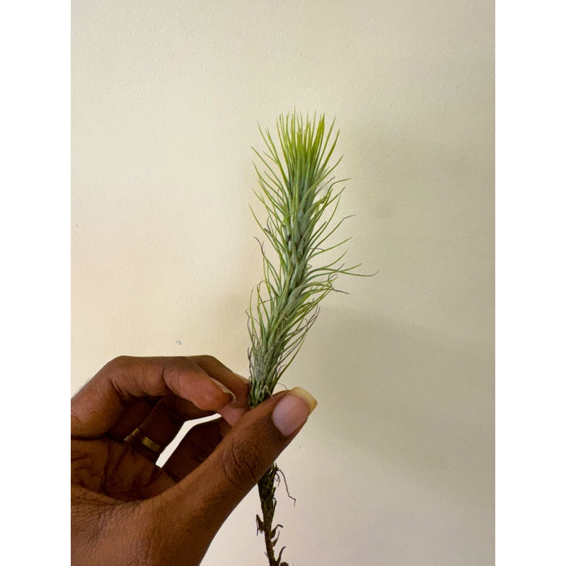Air Plant Funckiana