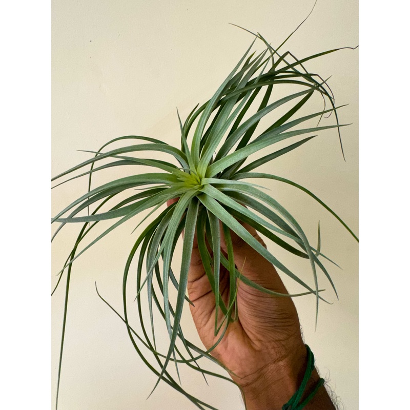 Air Plant Houston