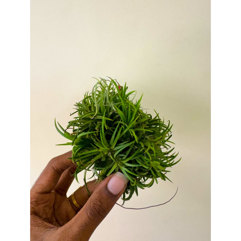 Air Plant Ionantha Fuego