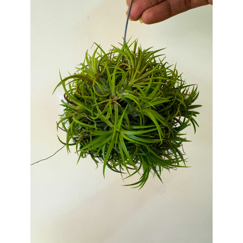 Air Plant Ionantha Fuego Ball