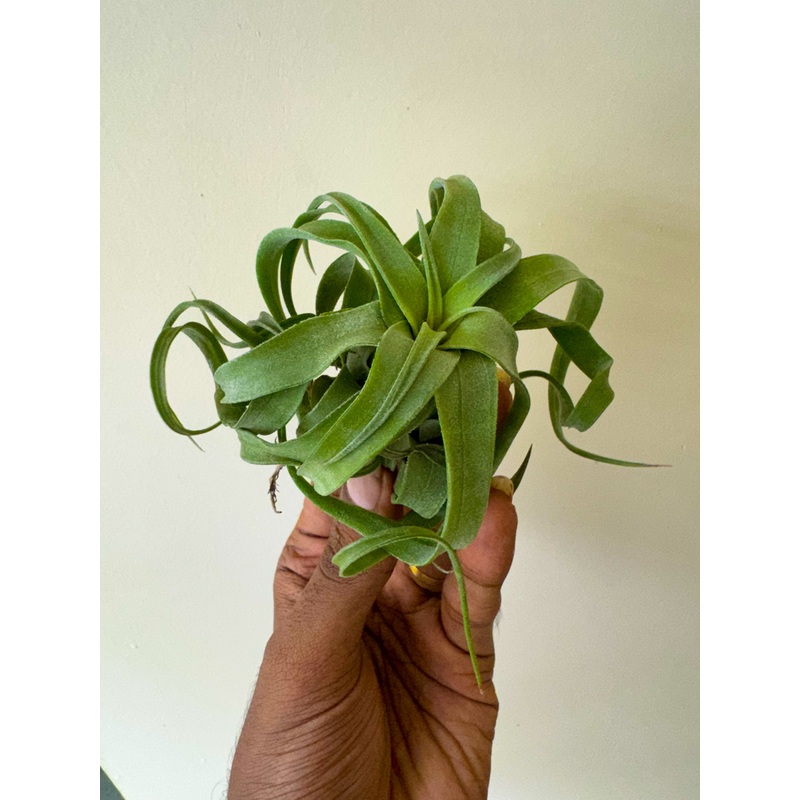 Air Plant Sterptohylla