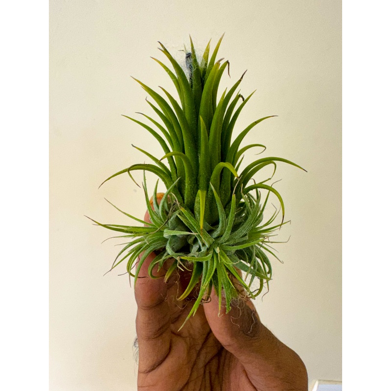 Air Plant Stricta