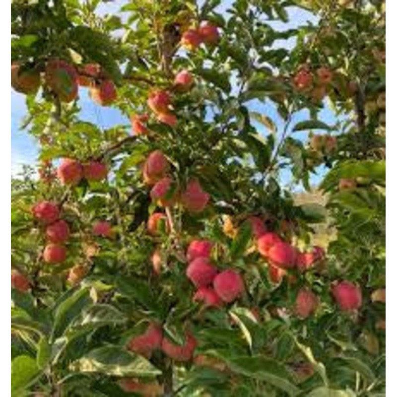Apple-Ambrosia – G7