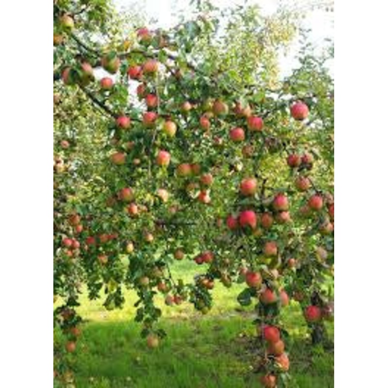 Apple-Cortland – G5