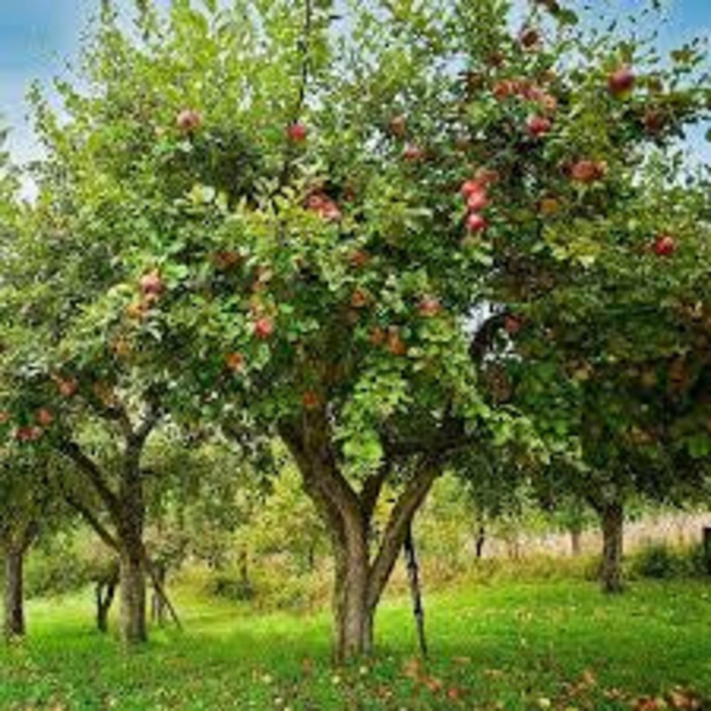 Apple-Honeycrisp – G5