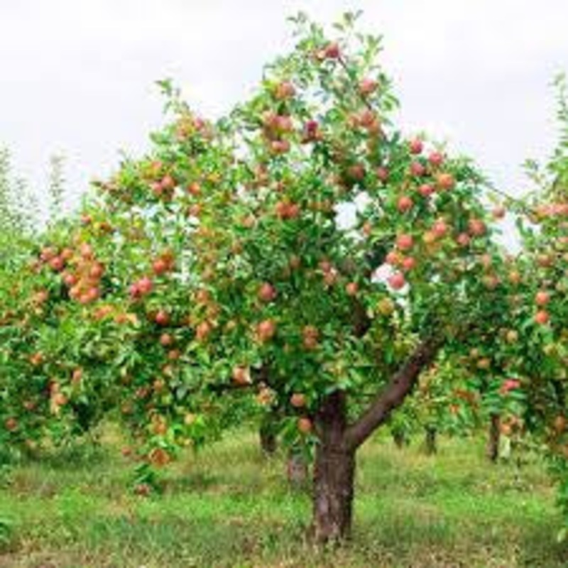 Apple-McIntosh – G5