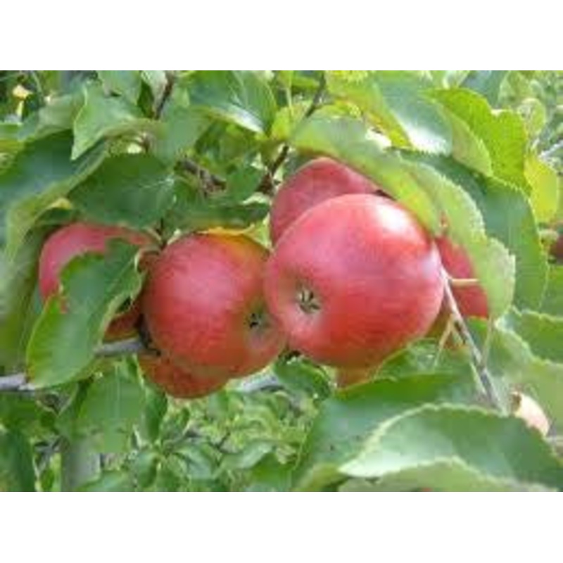 Apple-Royal Red Honeycrisp – G7