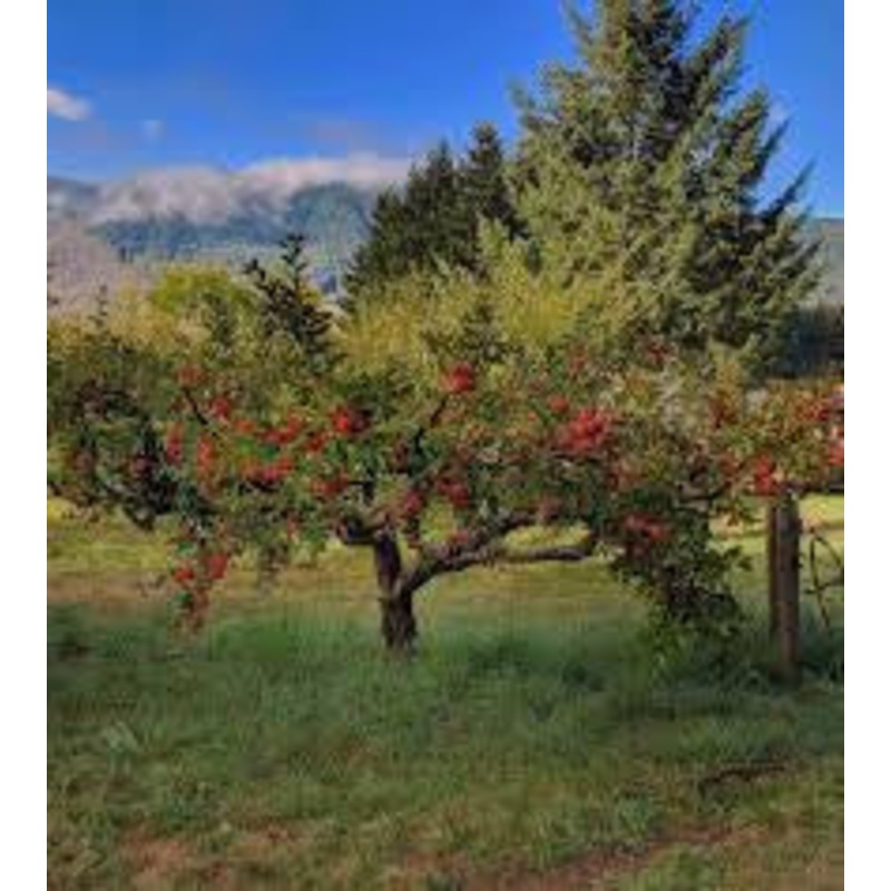 Apple-Zestar – G5