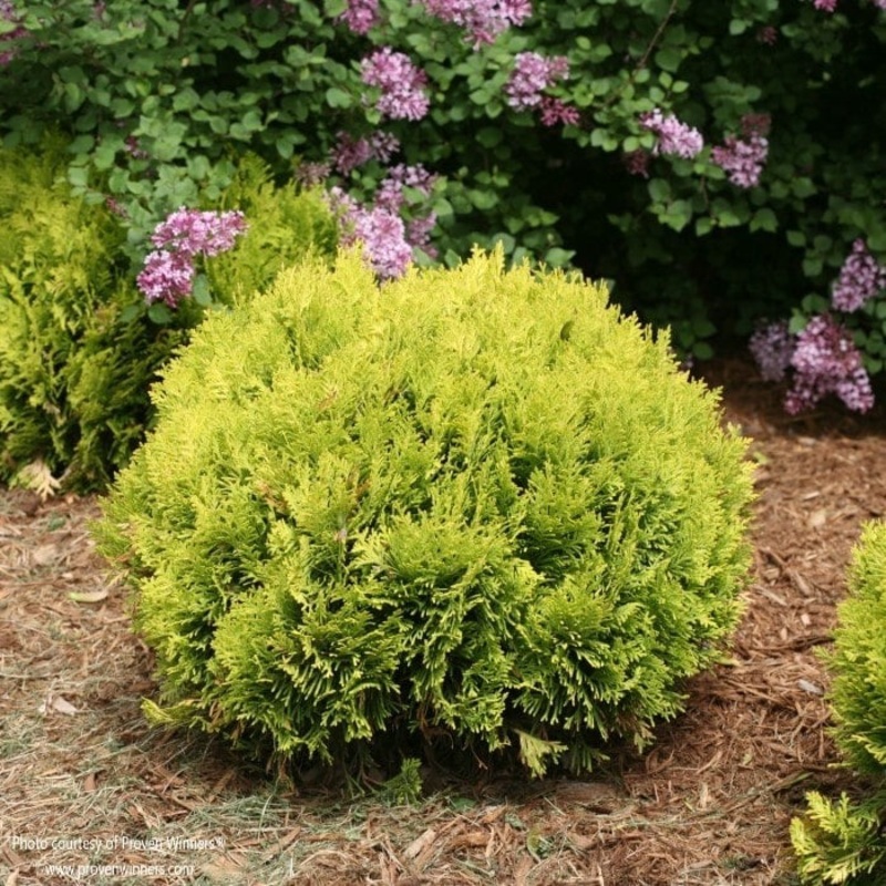 Arborvitae-Anna Magic Ball – G3
