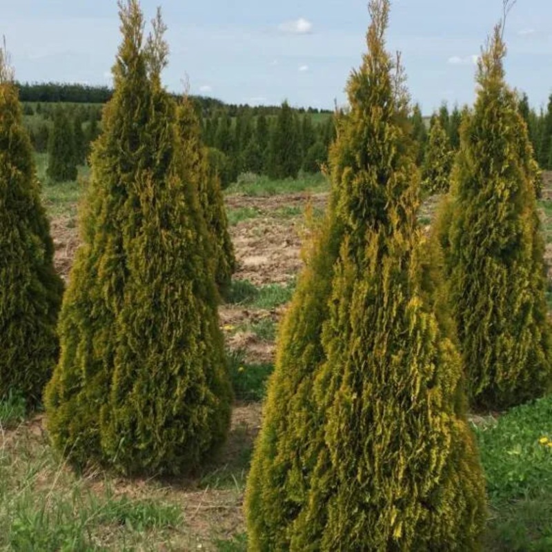 Arborvitae-Cat’s Eye – 5′