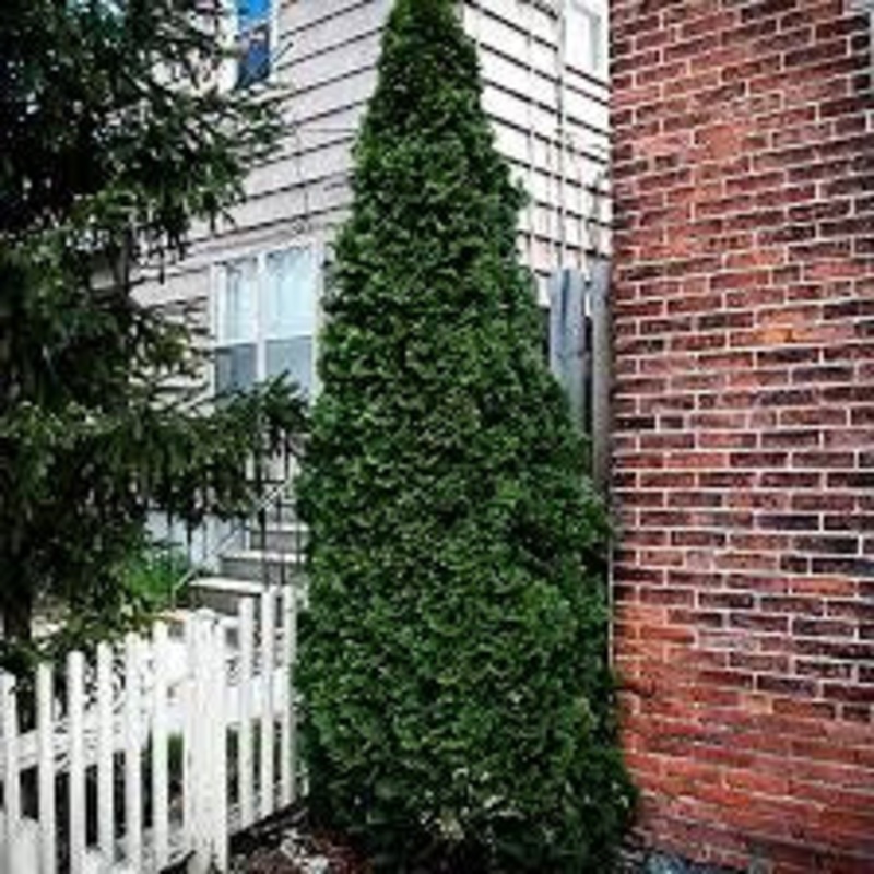 Arborvitae-Dark Green – G10