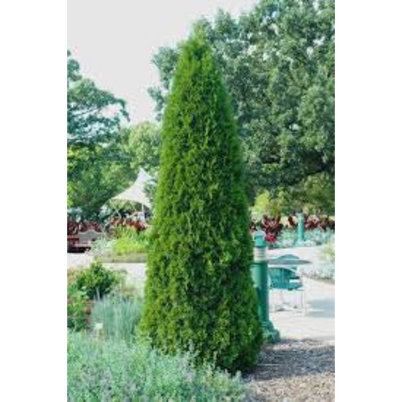 Arborvitae-Emerald Green – G7|Willoway|Willoway 1|Item