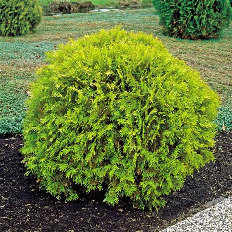 Arborvitae-Golden Globe – G3|OPN|Item