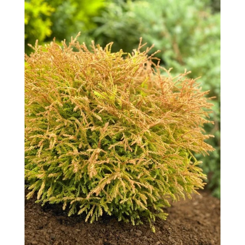 Arborvitae-Golden Tuffet – G3