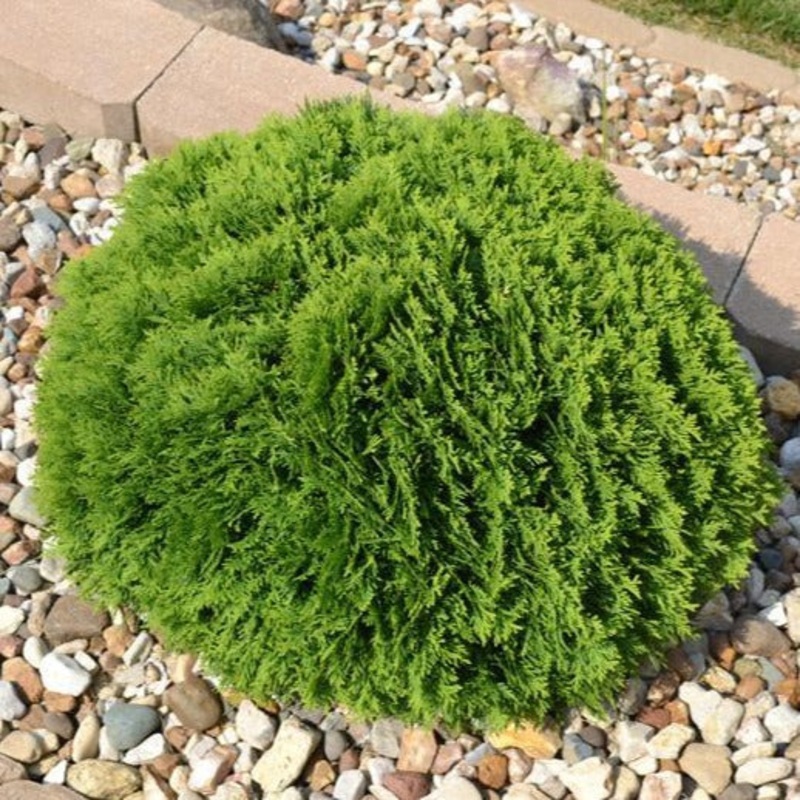 Arborvitae-Hetz Midget – G2/G3
