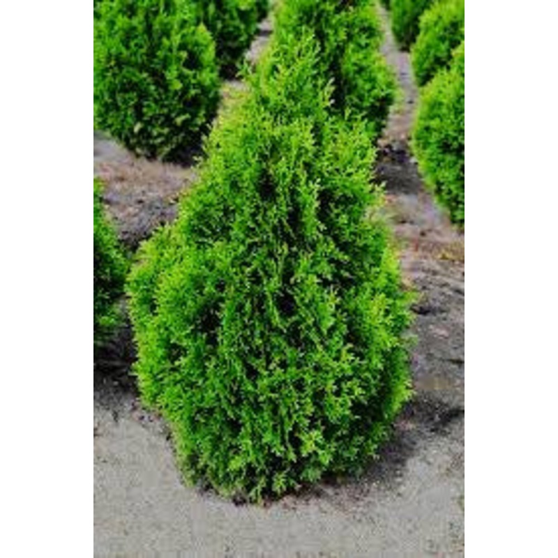 Arborvitae-Holmstrup – G6|Bailey|OPN|Item
