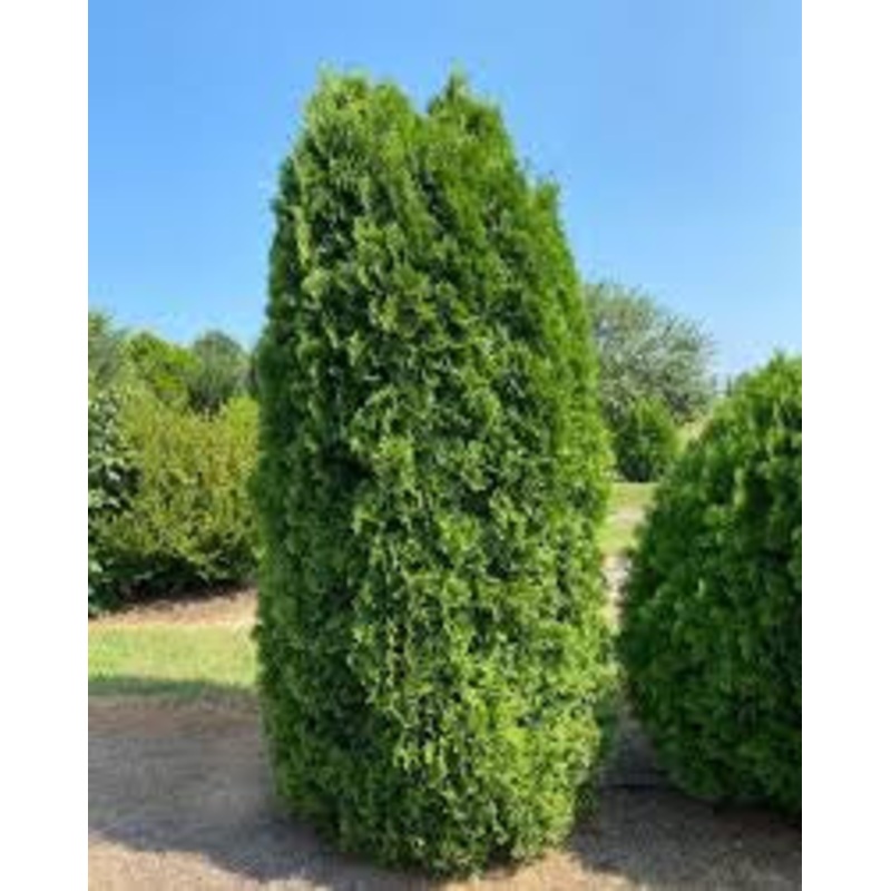 Arborvitae-Tall Guy – G5