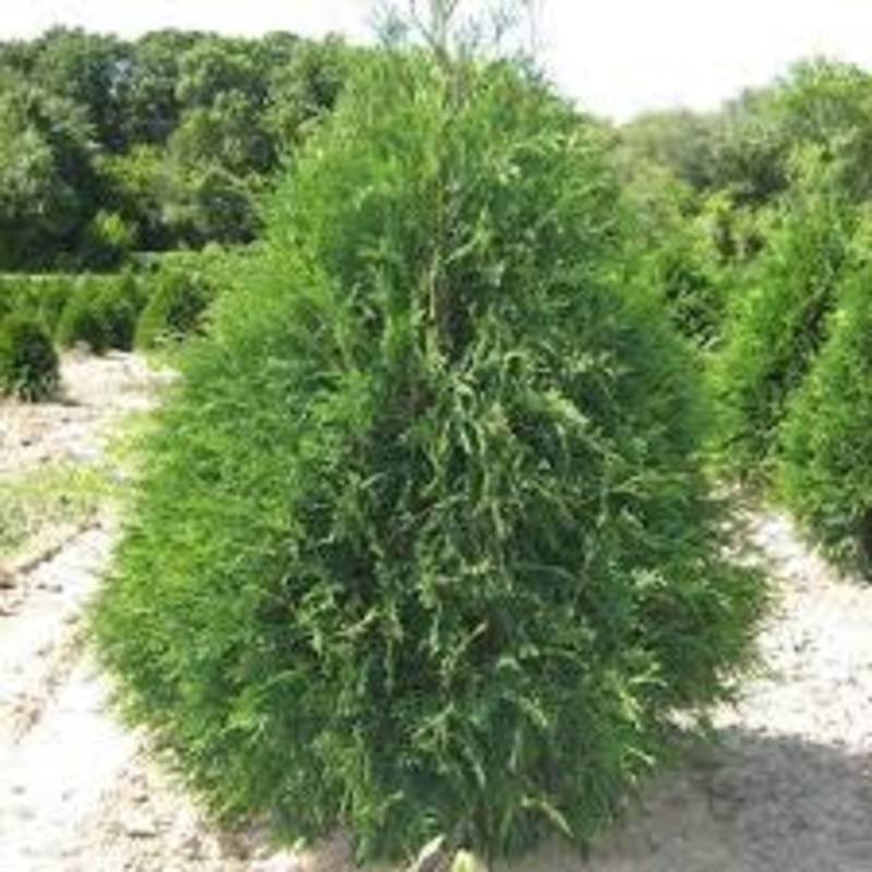 Arborvitae-Techny – 5-6′