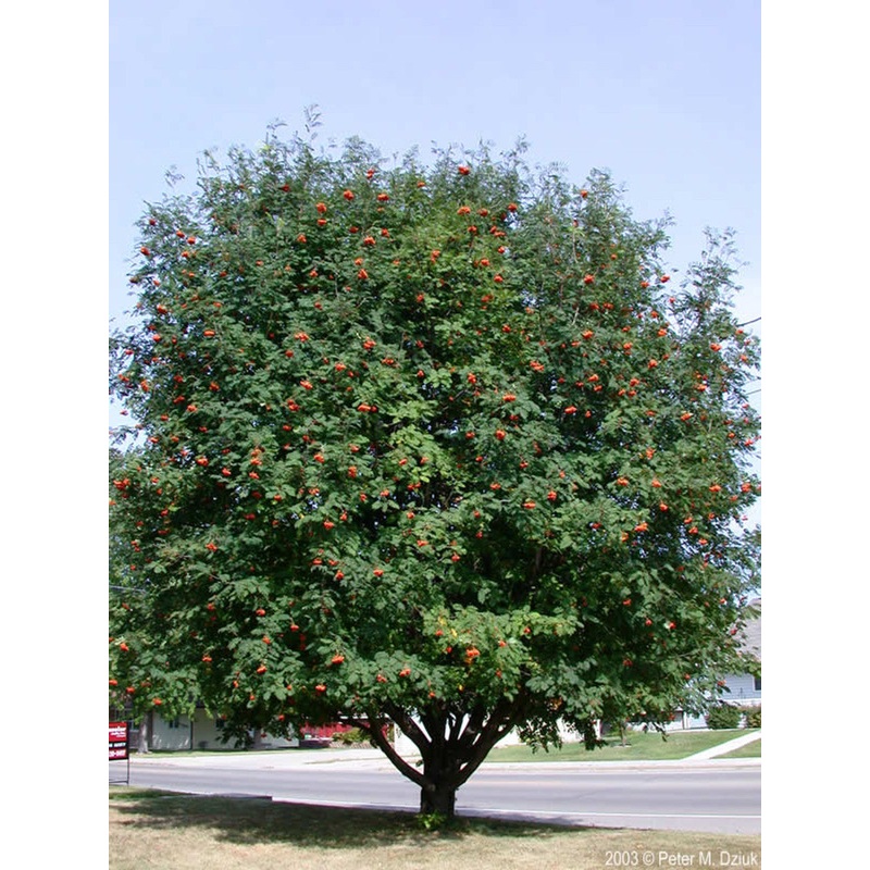 Ash-Mountain European – G10