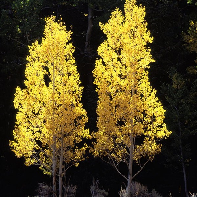 Aspen-Summer Shimmer – G10