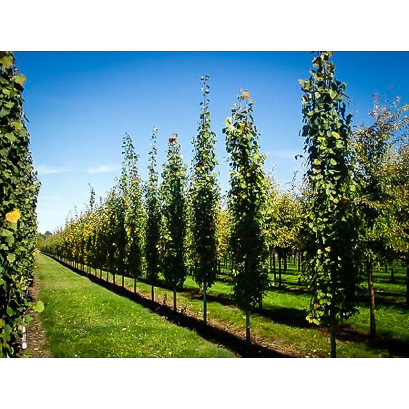 Aspen-Swedish Columnar – 2.5