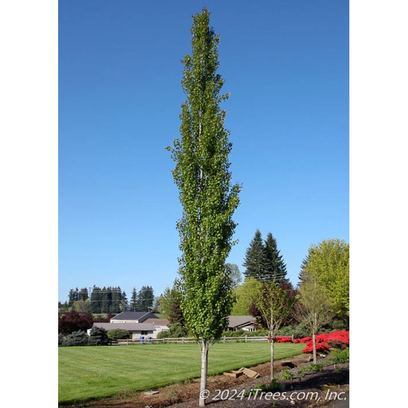 Aspen-Swedish Columnar – G15|OPN|Item