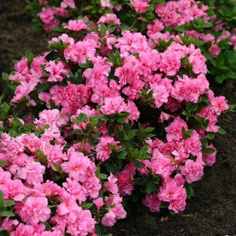 Azalea-Electric Light Pink – G2