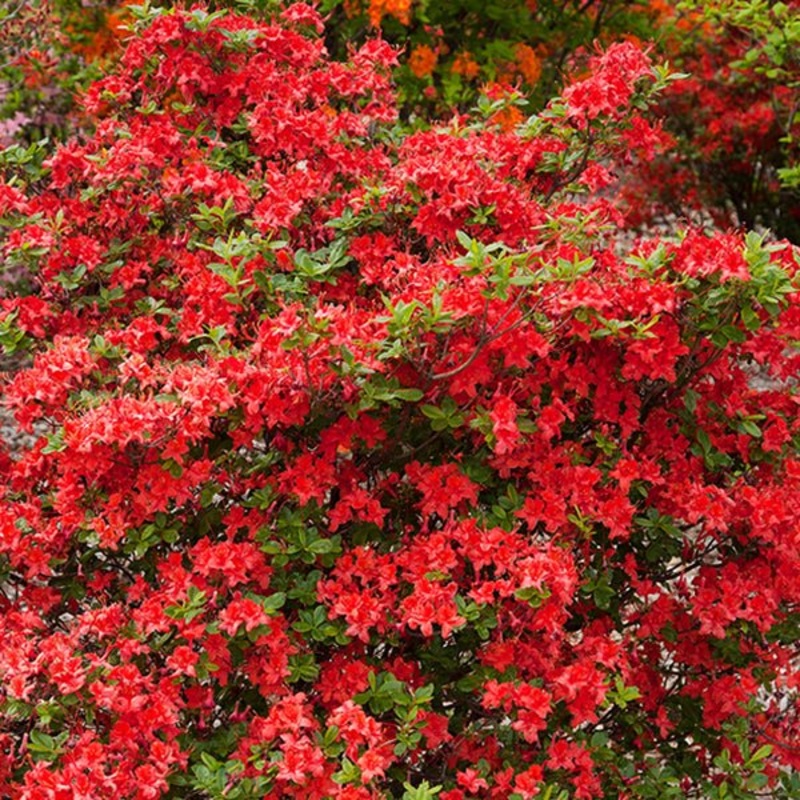 Azalea-Electric Light Red – G2