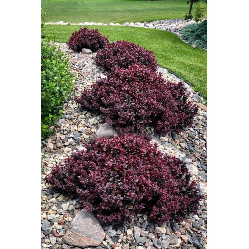 Barberry-Concorde – G2/G3|Bailey|Greenleaf