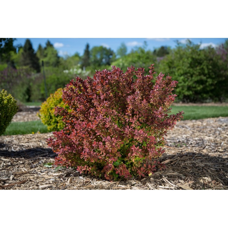 Barberry-Crimson Cutie – G2/G3