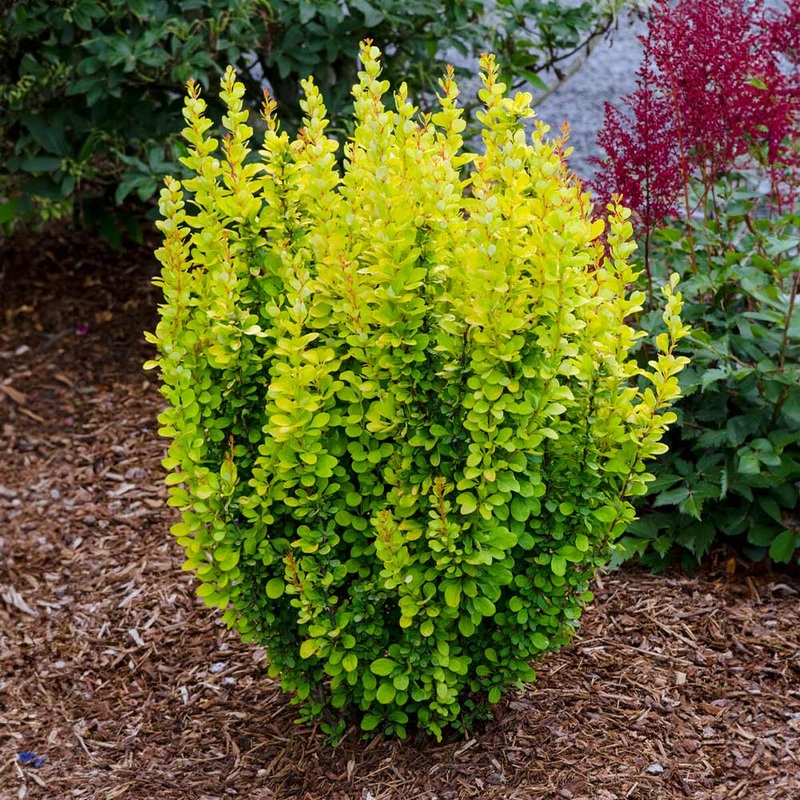 Barberry-Gold Pillar – G2/G3|Bailey|OPN|POS Item ||Greenleaf