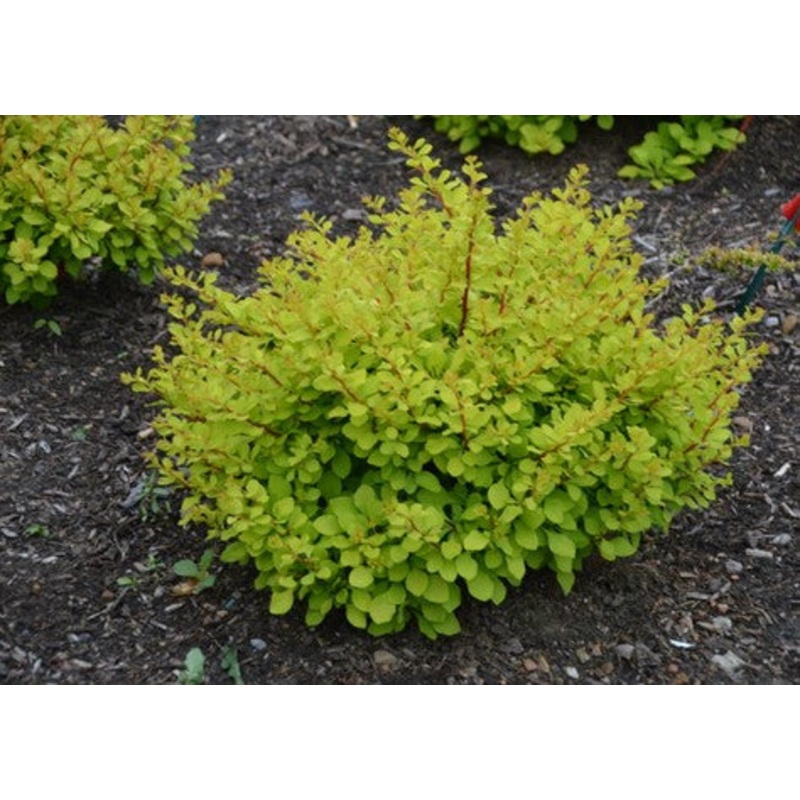 Barberry-Lemon Glow – G2/G3