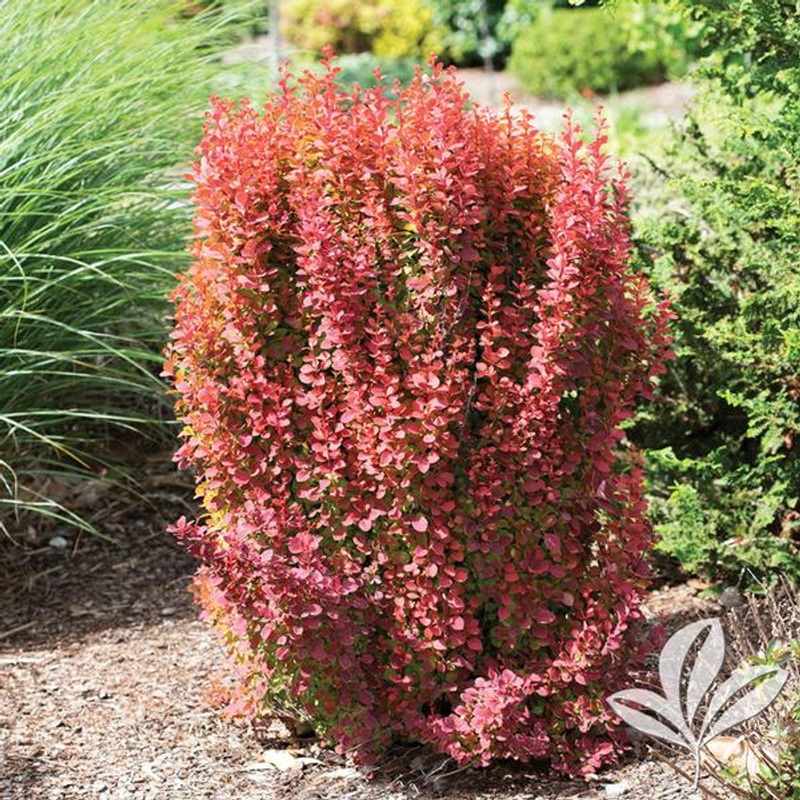 Barberry-Orange Rocket – G2/G3