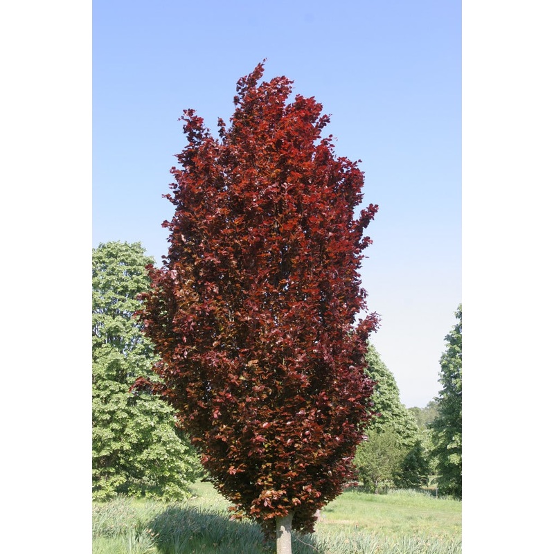 Beech-Red Obelisk – 7-8′