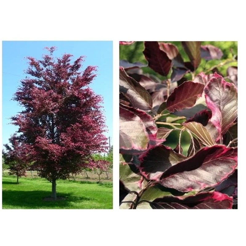 Beech-Tri Color – 1.75
